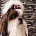 Kamień jednostronnie cięty i pies :)