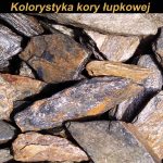 Kolorystyka kory łupkowej(2)