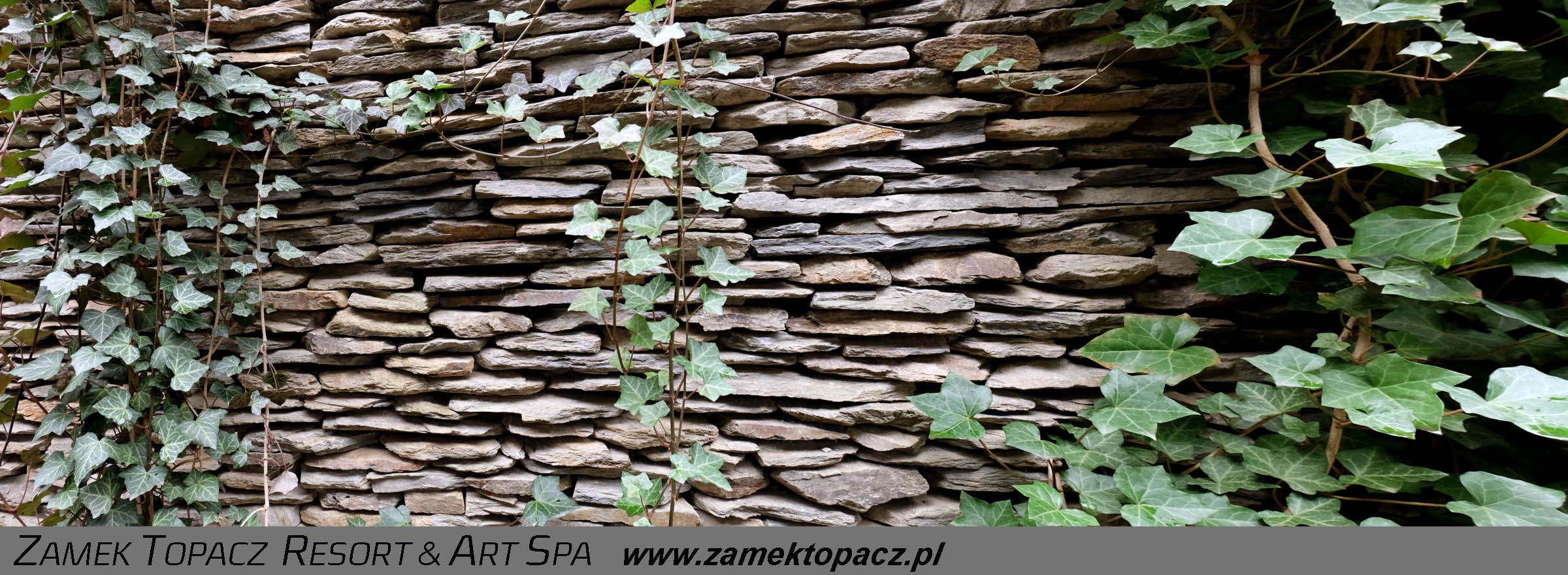 murek obrośnięty bluszczem